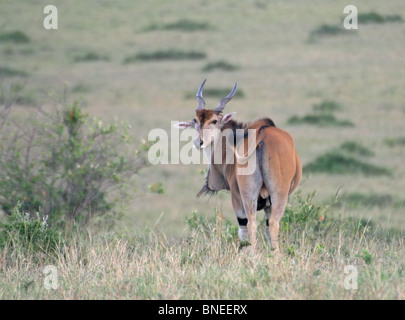 A Common Eland standing in the grasslands of Masai Mara National Reserve, Kenya, East Africa Stock Photo