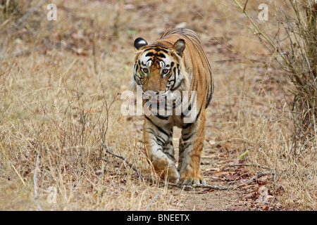 A huge male tiger coming head on towards the camera in the jungles of Bandhavgarh National Park, India Stock Photo