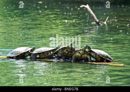 Turtles queuing on wooden planck in Colorado river Zilker Park Austin, Texas, USA Stock Photo