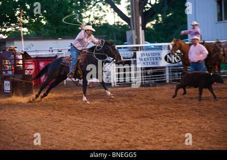 Cowboy roping calf at PRCA rodeo event  in Bridgeport, Texas, USA Stock Photo