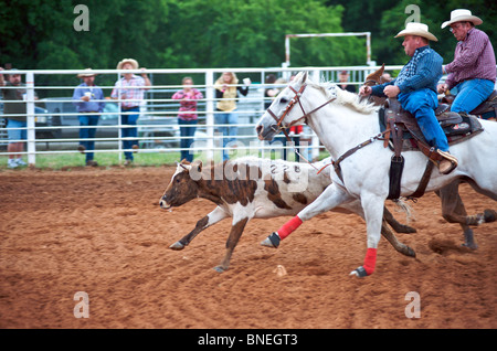 Two cowboys trying to catch bull in Steer Wrestling at Smalltown PRCA Rodeo , Bridgeport , Texas, USA Stock Photo