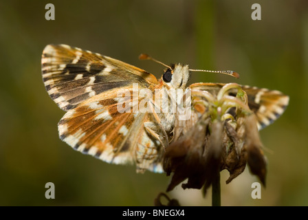 Southern Grizzled Skipper (Pyrgus malvoides) Stock Photo