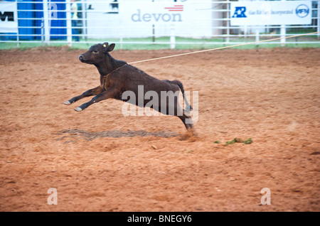 Calf tied to rope in steer wrestling competition at PRCA rodeo in Smalltown, Bridgeport, Texas, USA Stock Photo