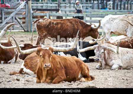 Longhorns  sitting in ranch at The Stockyards in  Fort Worth, Texas, USA Stock Photo