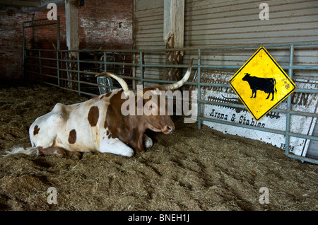 Longhorns sitting in ranch at The Stockyards in Fort Worth,Texas Stock Photo