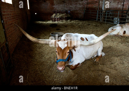 Longhorns sitting in ranch at The Stockyards in  Fort Worth Texas Stock Photo