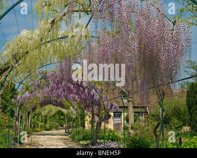 The Long Pergola with flowering Wisteria in spring at Apremont Stock Photo