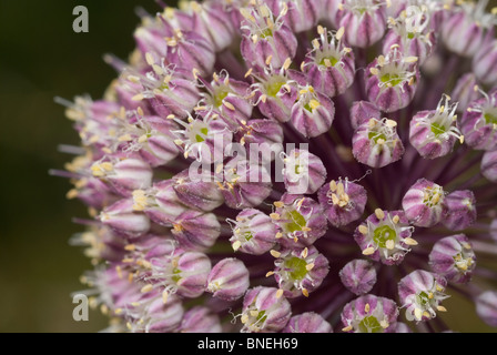 Broadleaf wild Leek (Allium ampeloprasum) Stock Photo