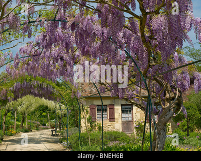 The Long Pergola with flowering Wisteria in spring at Apremont Stock Photo