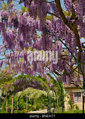 The Long Pergola with flowering Wisteria in spring at Apremont Stock Photo