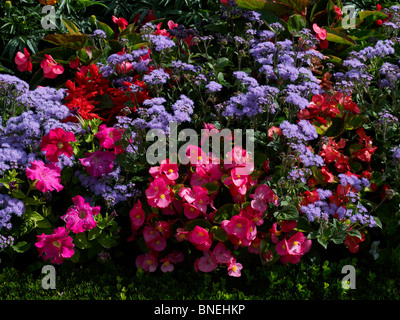 A close up details of Ageratum and Begonias in the Flower Garden at Bouges Stock Photo