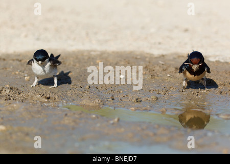 House Martin (Delichon urbica) ang Barn Swallow (Hirundo rustica). Collecting mud pellets for the nest Stock Photo