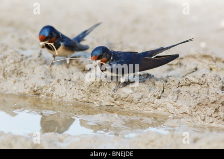 Swallow, Hirundo rustica. Collecting mud pellets for the nest. Stock Photo