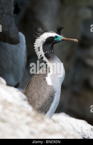 Spotted Shag Stictocarbo punctatus Stock Photo