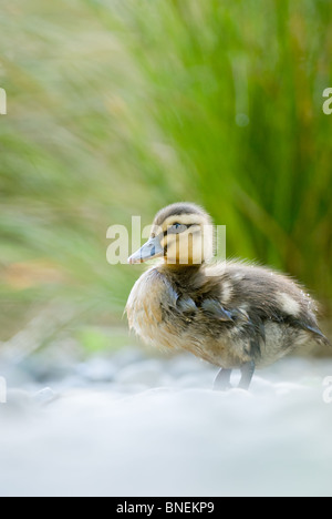 Mallard Duckling Anas platyrhynchos Stock Photo