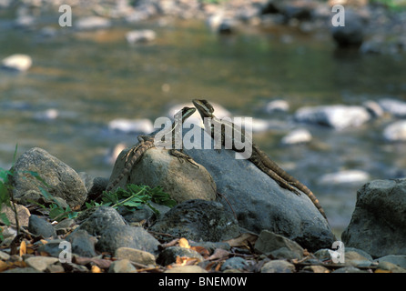 Two adult female Common Basilisks (Basiliscus basiliscus) resting on streamside boulders in Costa Rica. Stock Photo