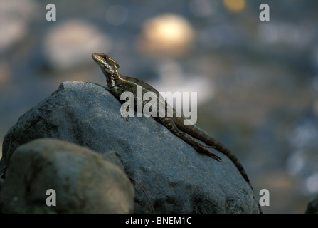 An adult female Common Basilisk (Basiliscus basiliscus) resting on a streamside boulder in Costa Rica. Stock Photo