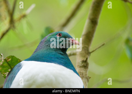 New Zealand Pigeon Hemiphaga novaeseelandiae Stock Photo