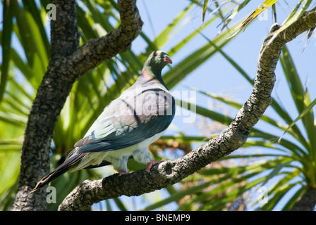 New Zealand Pigeon Hemiphaga novaeseelandiae Stock Photo