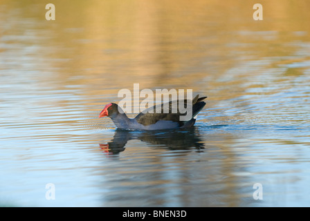 Pukeko Porphyrio porphyrio melanotus Stock Photo