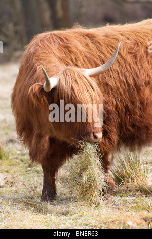 Highland Cow feeding on silage Stock Photo