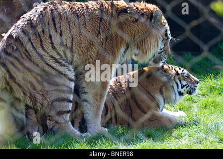 A pair of Amur Tigers (Panthera tigris altaica) mating in captivity Stock Photo