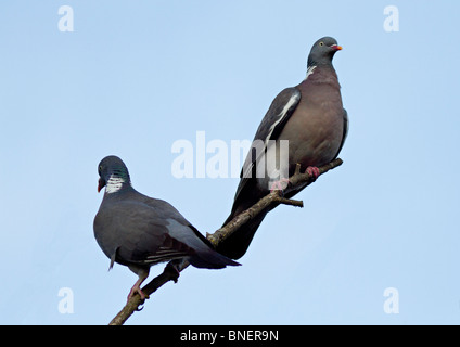Pair of Common Wood Pigeons (Columba palumbus) perched on branch of tree Stock Photo