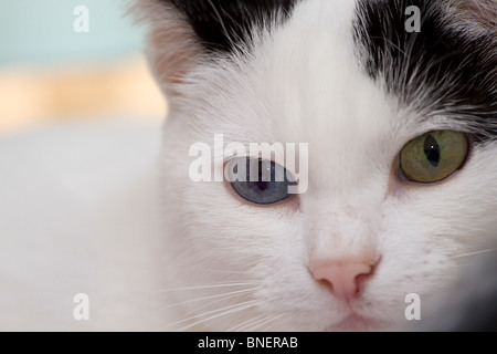 Portrait of a single odd-eyed Domestic cat (Felis catus) Stock Photo