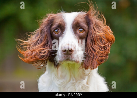 A liver and white English Springer Spaniel working gun dog outside Stock Photo