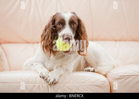 A liver and white English Springer Spaniel working gun dog laying on a leather sofa inside a house with a tennis ball Stock Photo
