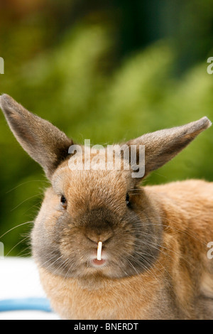 Dwarf rabbit with protruding front tooth Stock Photo, Royalty Free ...