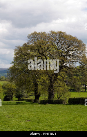 Ash Tree in a hedge on the boundary of a field Alderley Edge Cheshire England Stock Photo