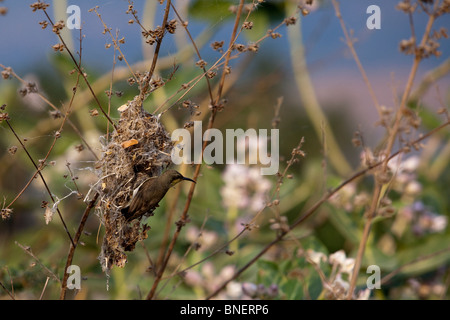 Indian Purple sunbird building nest Stock Photo