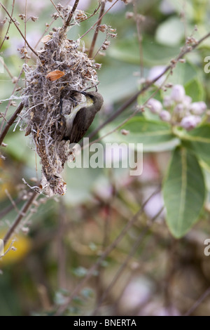 Indian Purple sunbird building nest Stock Photo