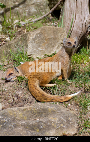 A pair of Yellow Mongooses (Cynictis penicillata) sunbathing Stock Photo