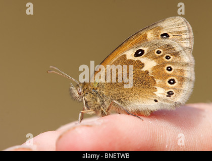 Large Heath butterfly, Coenonympha tullia, photographed at Meathop Moss Wildlife Trust reserve in Cumbria Stock Photo