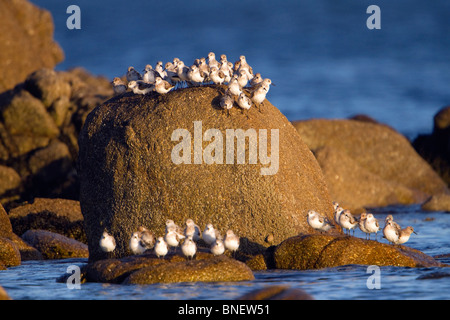 Sanderling; Calidris alba; on rocks at the beach; Cornwall Stock Photo