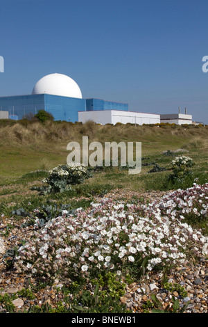 Sea Campion; Silene maritima; Sizewell; Suffolk Stock Photo