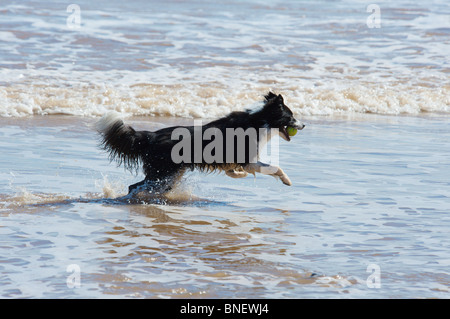 A black and white Border Collie having fun in the sea Stock Photo