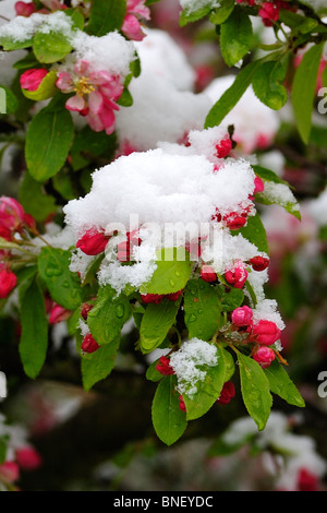 Ornamental Crabapple tree covered in Snow from a late snowfall Stock Photo