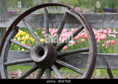Tulip time festival Dutch Holland in USA US trade fair wallpaper vintage old fashioned wallpapers rural landscape nature colorful things images hi-res Stock Photo