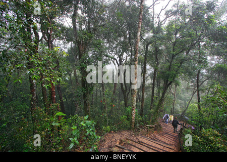 Mount Kinabalu summit trail through montane forest, Sabah, Malaysia Stock Photo