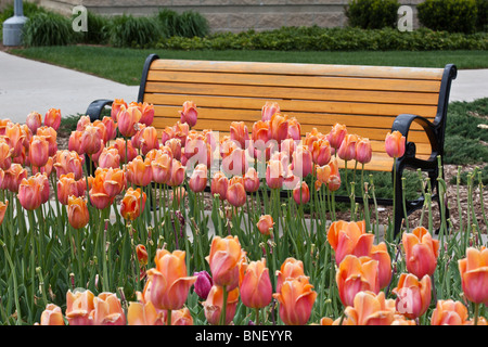 Tulip time festival Dutch Holland Michigan in USA the city street with a empty bench with a flowerbed of colorful tulips in USA US horizontal  hi-res Stock Photo