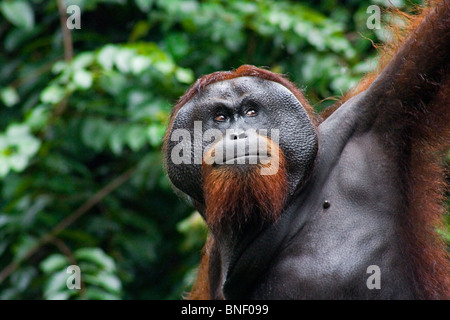 Adult male Orangutan (Pongo Pygmaeus), Sabah, Malaysia Stock Photo