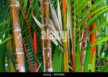 Red stems and green leaves of the Red Sealing Wax Palms (Cyrtostachys renda), Sabah, Malaysia Stock Photo