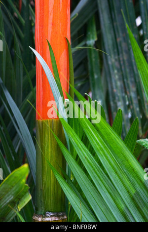 Red stems and green leaves of the Red Sealing Wax Palms (Cyrtostachys renda), Sabah, Malaysia Stock Photo