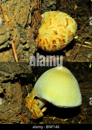 two views of Volvariella bombycina mushroom in early and grown stage Stock Photo