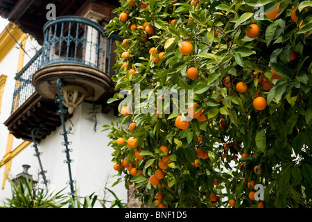 Oranges growing / orange trees / orange tree in front of building with balcony in a Seville street / courtyard. Sevilla, Spain. Stock Photo