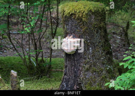 Fungi on a moss covered stump in the Pacific Northwest in the Cascade Mountains in a rain forest area Stock Photo