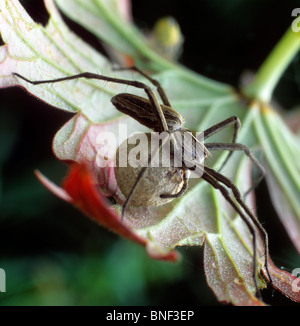 Nursery Web Spider (Pisaura mirabilis). Female with egg sac. Stock Photo